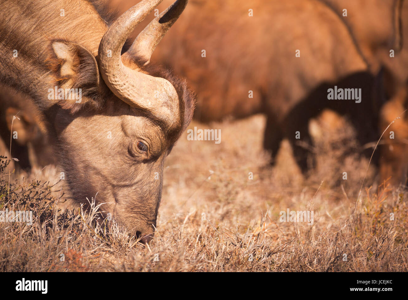 Close up of an African buffalo grazing in Addo Elephant National Park, Afrique du Sud. Banque D'Images