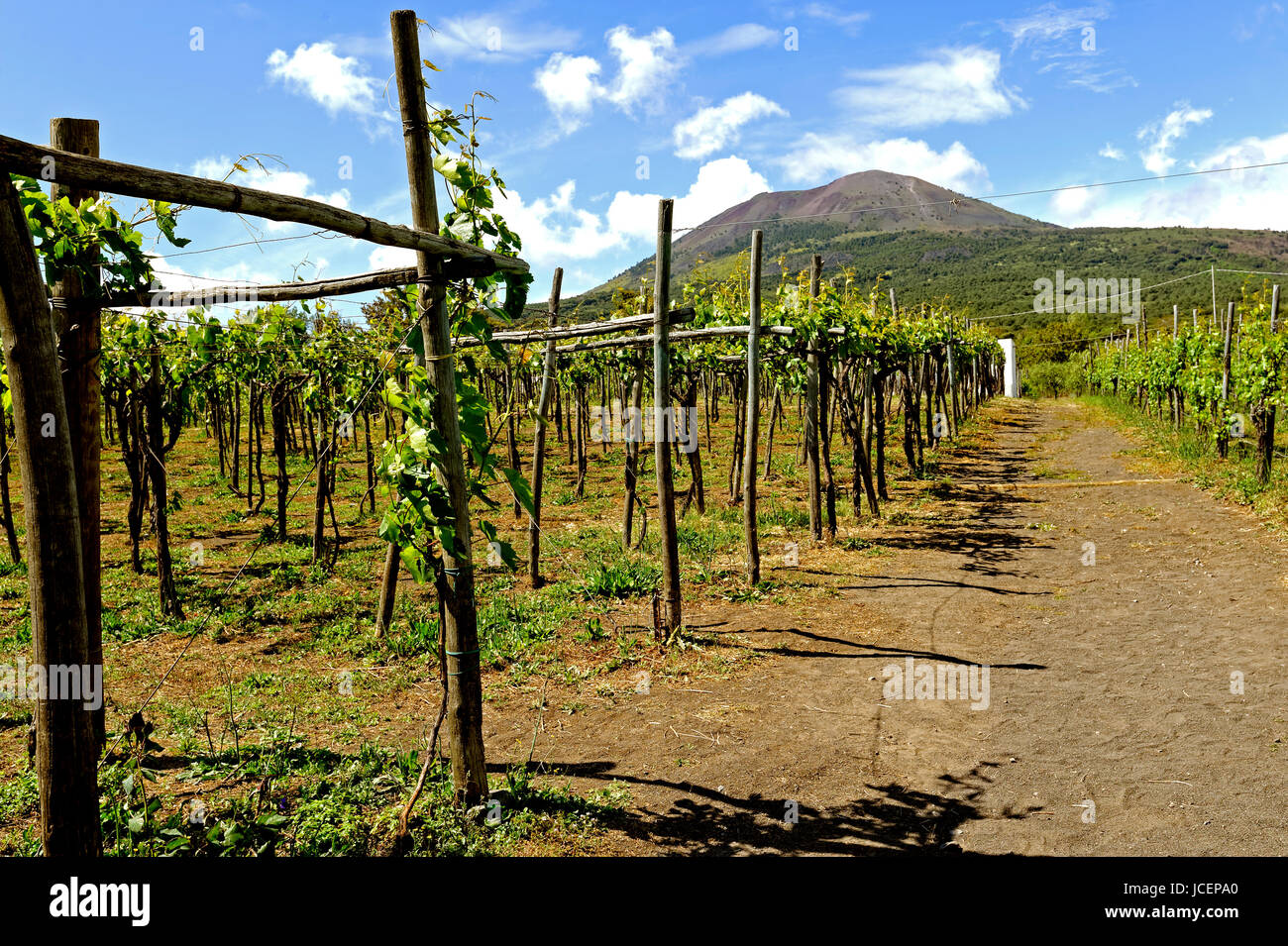 La production de vin en Italie Cantina del Vesuvio Banque D'Images