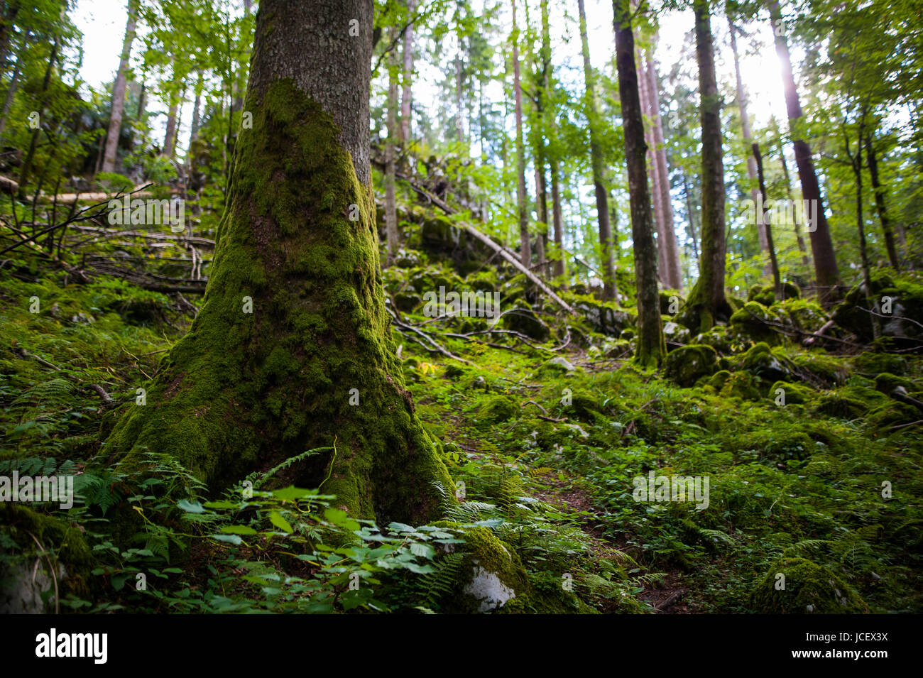 Forêt vierge Banque D'Images