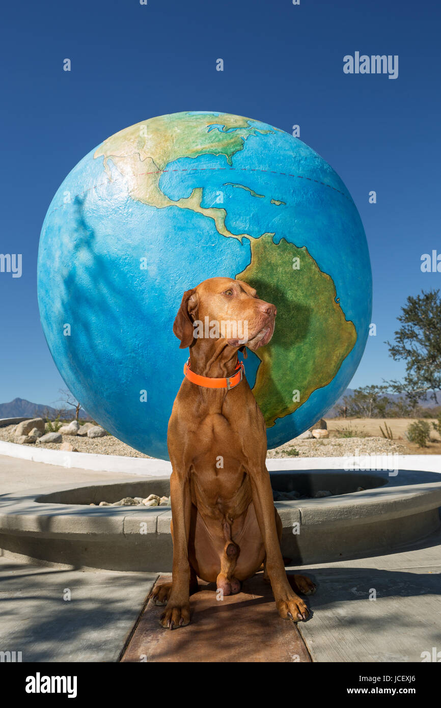 Chien assis en face de ginat globe au tropique du Cancer dans la région de Baja California Banque D'Images