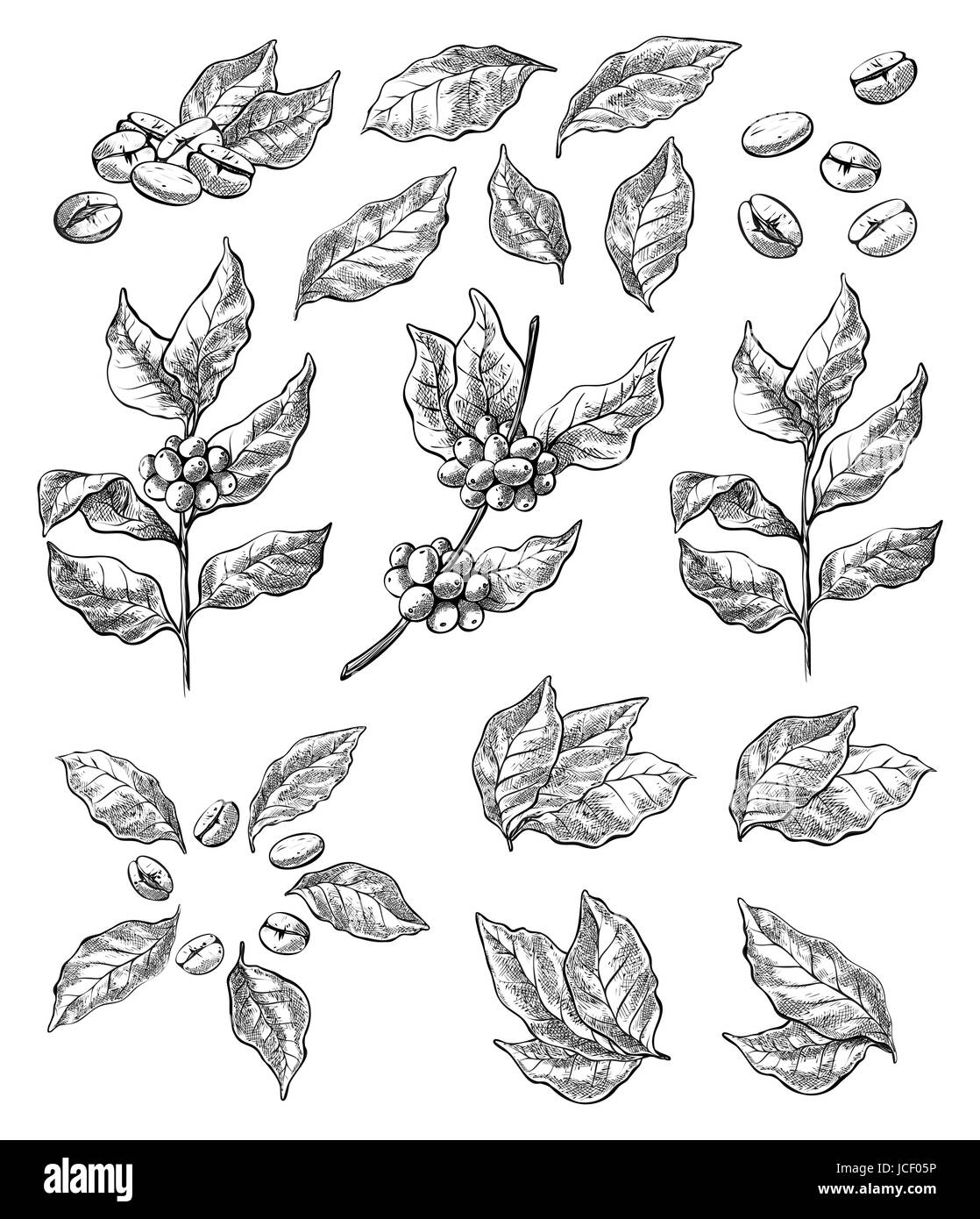 Gerbe de grains de café et Berry en style graphique Banque D'Images