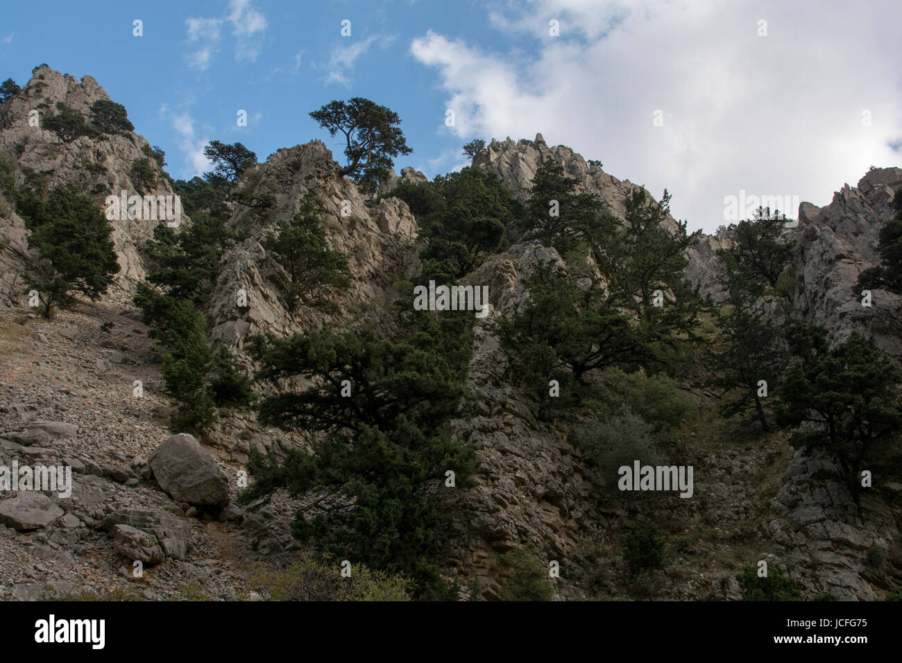 Le pin d'Alep est de plus en plus autour de la côte méditerranéenne comme ici dans la gorge d'Imbros sur la côte sud-ouest de la Crète. Wächst Die Aleppo-Kiefer de vi Banque D'Images