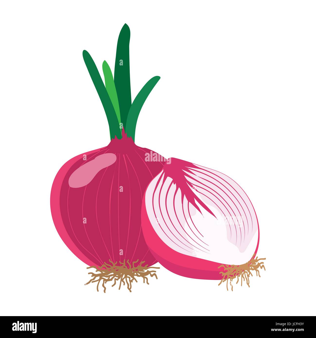 L'oignon rouge avec tranche plate, oignon rouge isolé sur fond blanc. vector illustration. Illustration de Vecteur