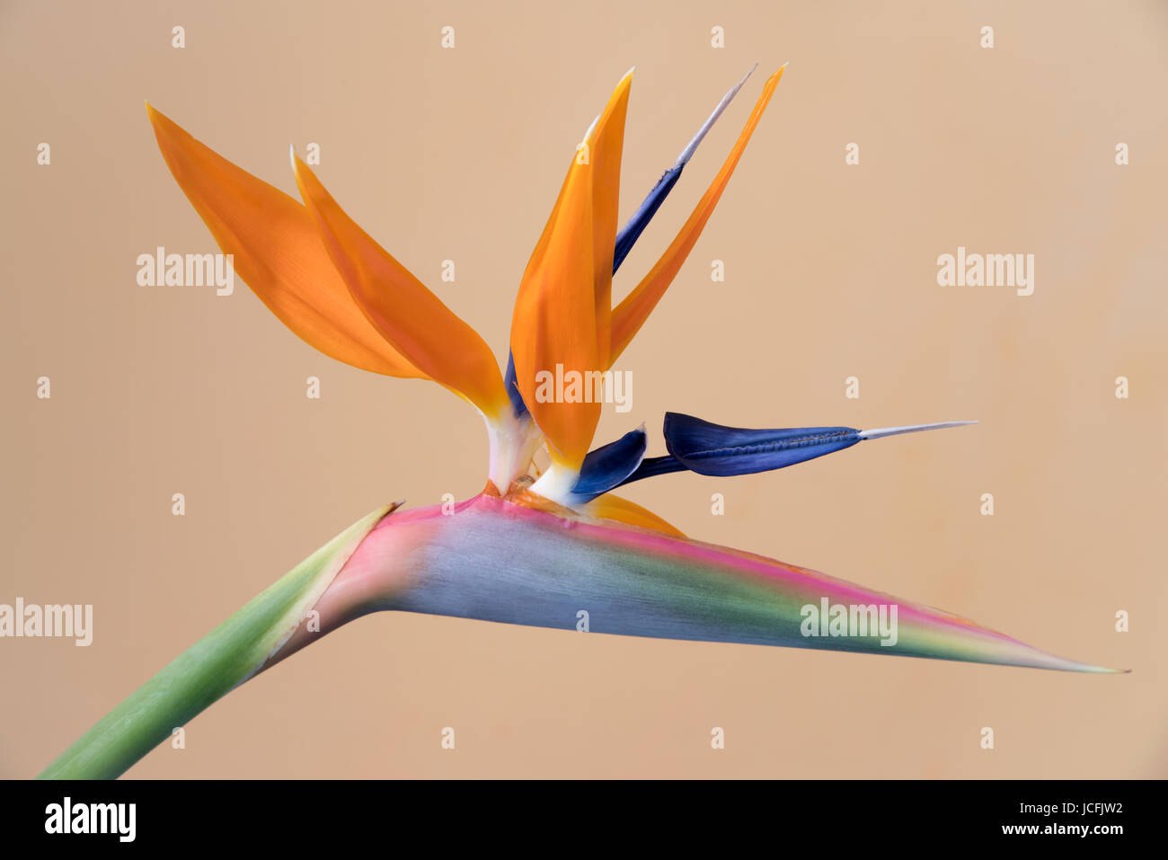 L'oiseau du paradis Strelitzia, fleur Banque D'Images