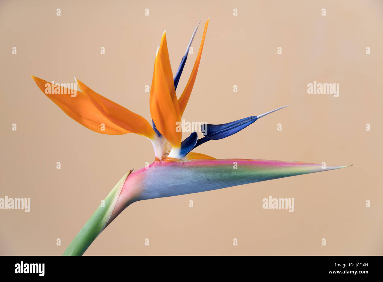 L'oiseau du paradis Strelitzia, fleur Banque D'Images