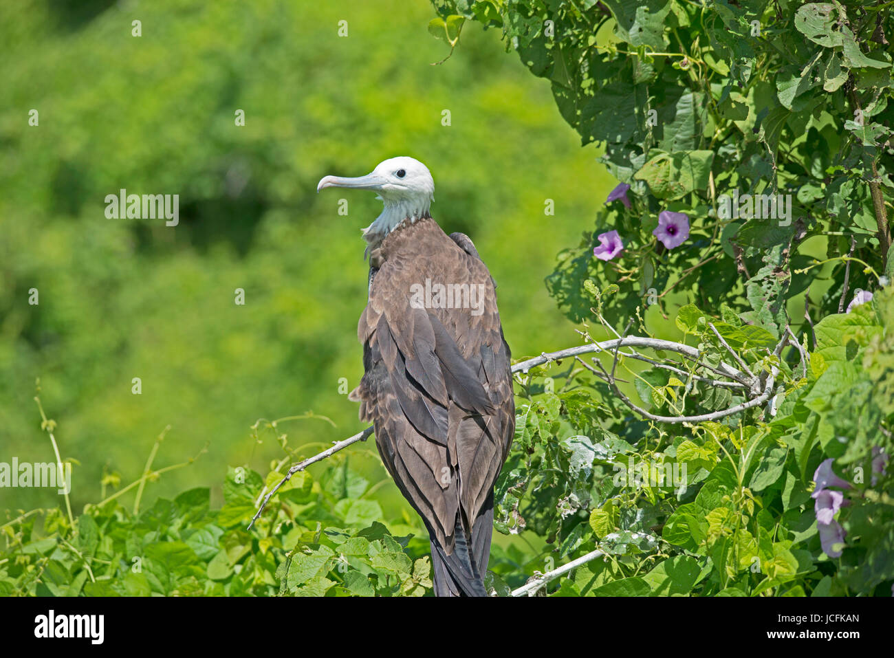 De magnifiques oiseaux frégate, l'île de la Plata, l'Équateur Banque D'Images