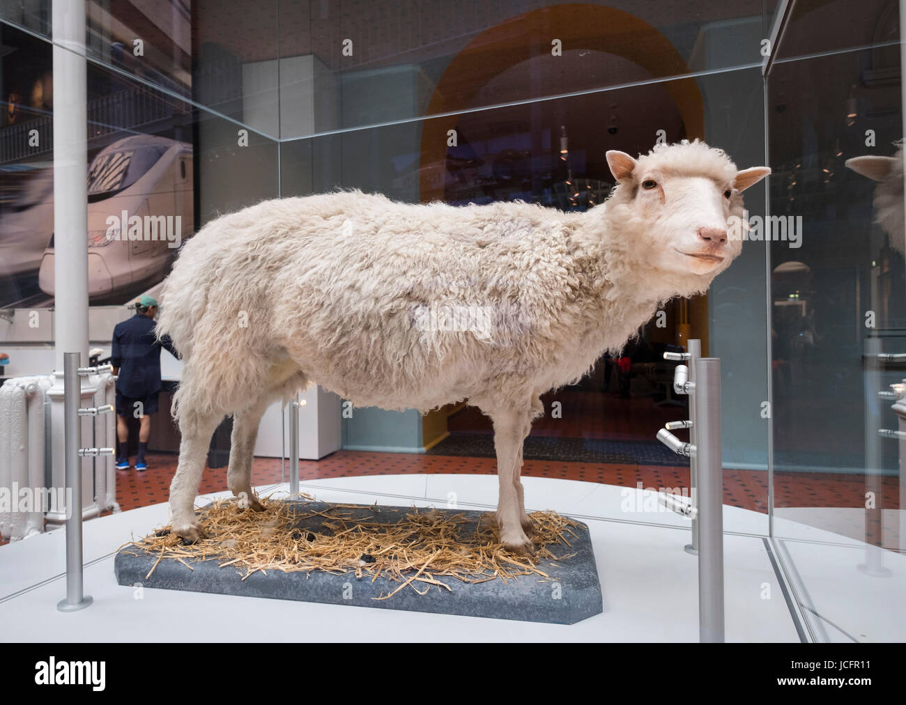 La brebis Dolly en exposition au Musée National d'Écosse à Édimbourg, Écosse, Royaume-Uni Banque D'Images