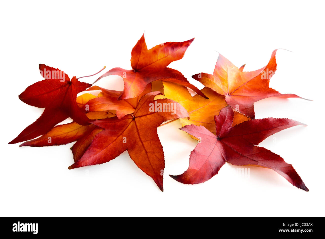 Buntem Arrangement aus Herbstlaub auf rein weißem Hintergrund Banque D'Images