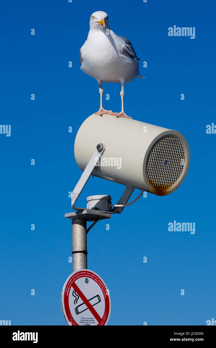 Profil de Goéland marin (Larus marinus) avec un ciel bleu en arrière-plan en Bretagne, France Banque D'Images