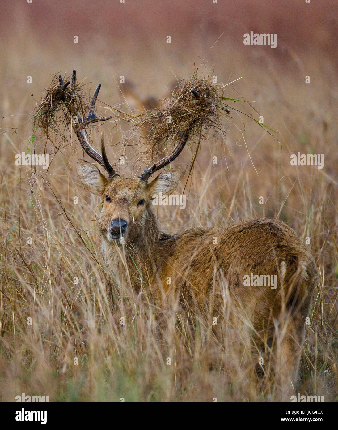 Cerf avec de belles cornes debout dans l'herbe dans la nature. Inde. Parc national. Banque D'Images