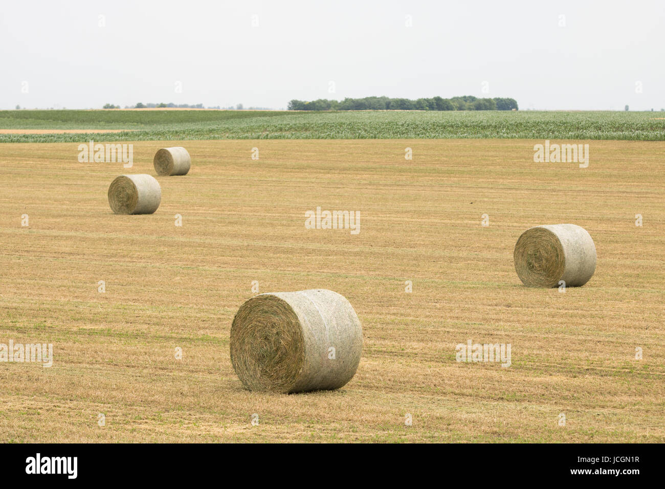 Rouleaux de foin dans les champs Banque D'Images