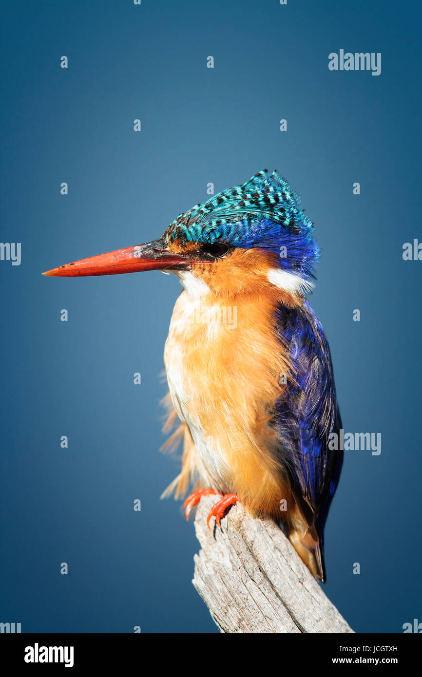 Seul martin-pêcheur huppé (Corythornis cristatus) perché sur une branche verticale du parc Kruger - Afrique du Sud Banque D'Images