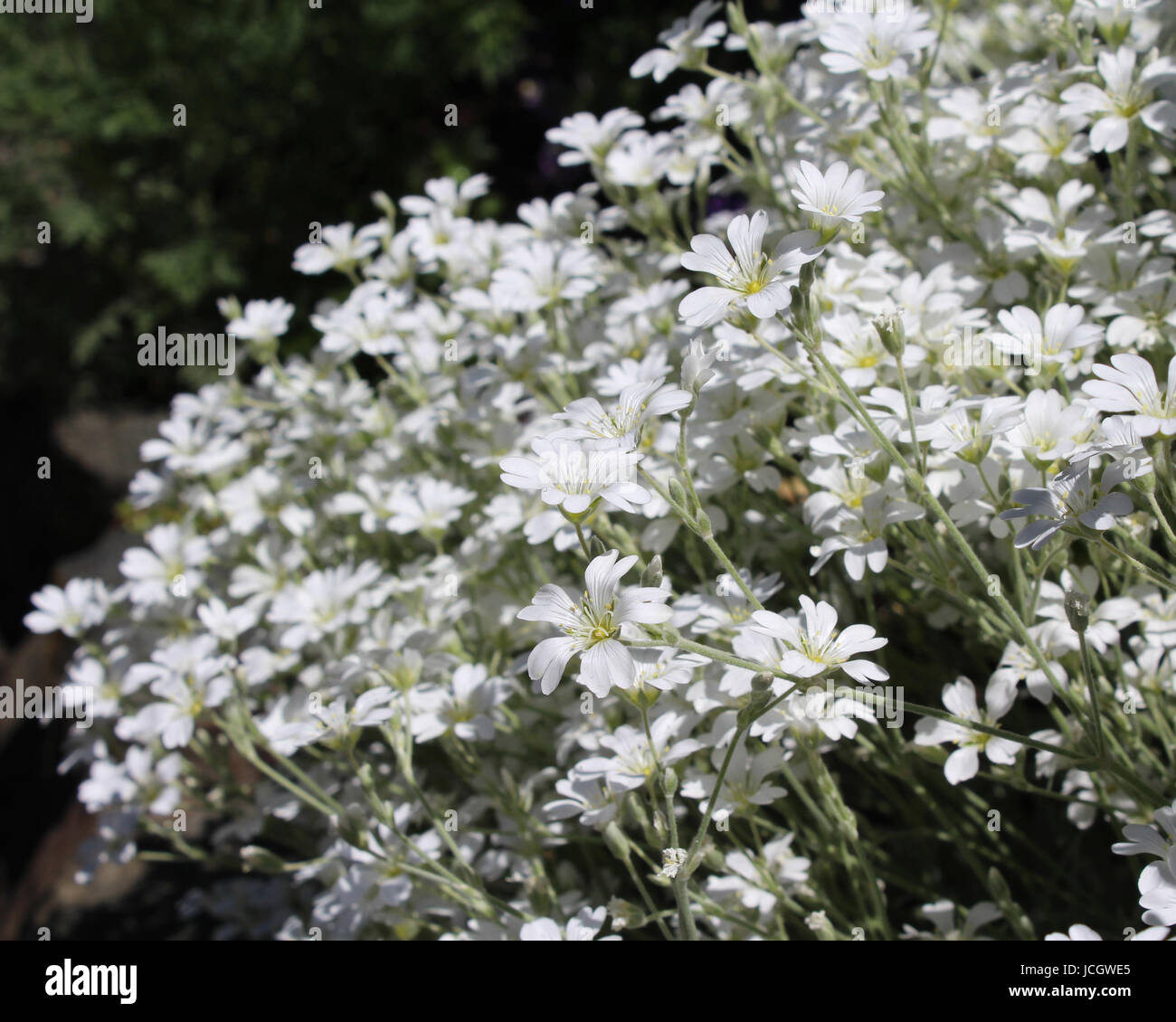 Les fleurs d'un blanc éclatant de Cerastium tomentosum aussi connu comme la neige en été. Banque D'Images