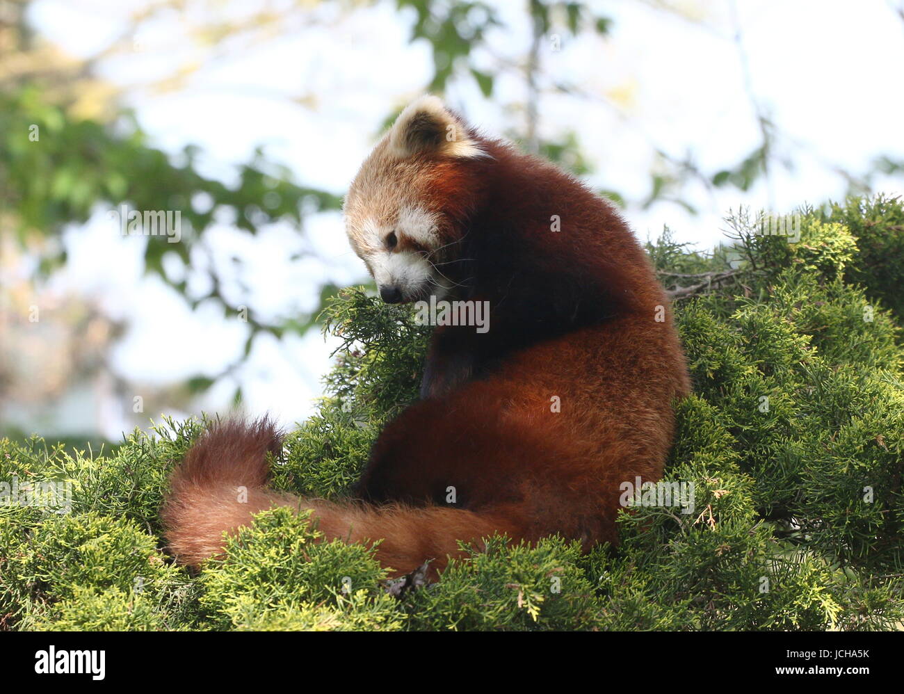 Panda rouge asiatique somnolent (Ailurus fulgens) dans un arbre, prêt à faire une sieste. Banque D'Images