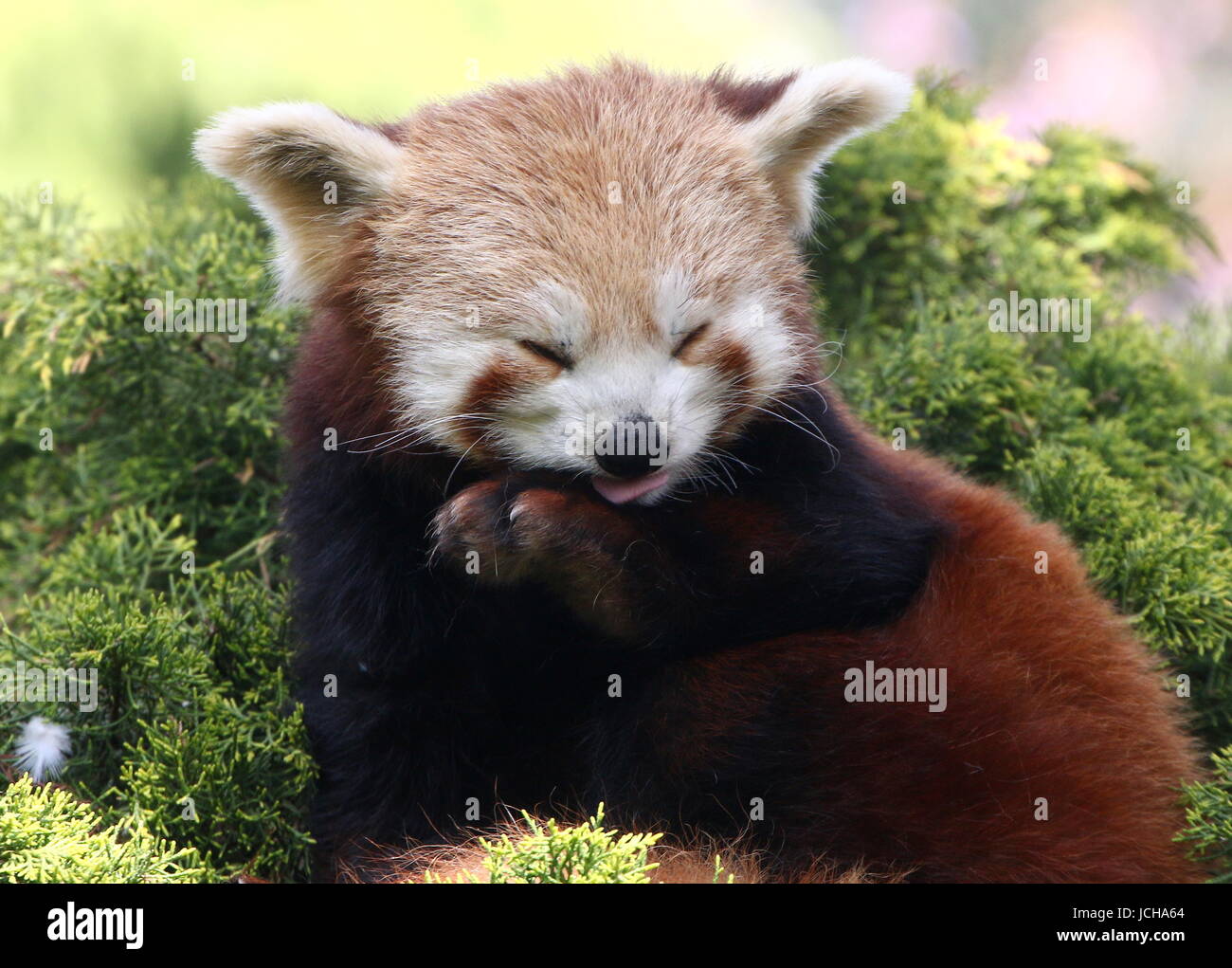 Panda rouge asiatique (Ailurus fulgens) dans un arbre, prêt à faire une sieste. Banque D'Images