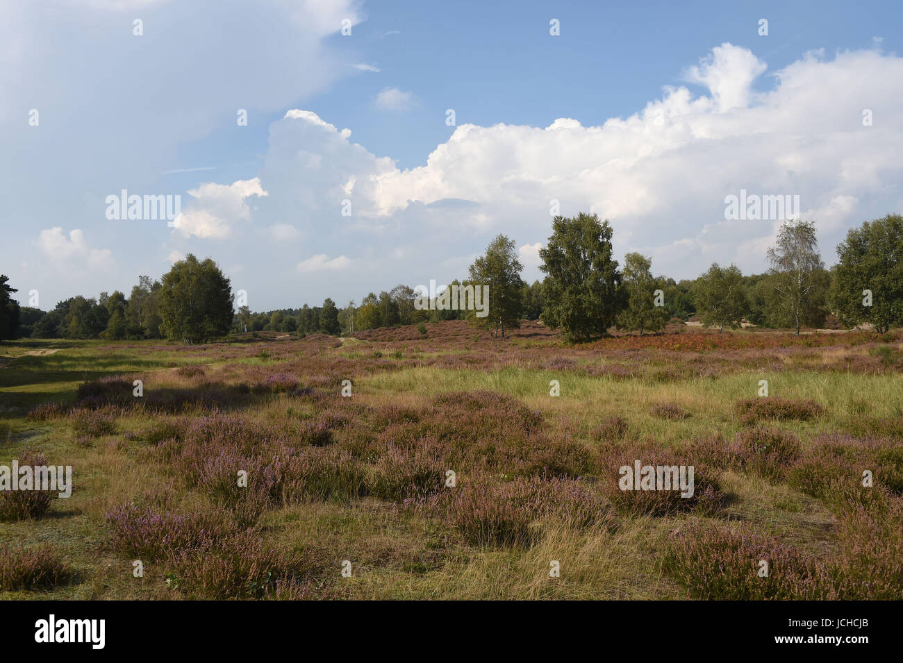 Heidelandschaft biotope Banque D'Images