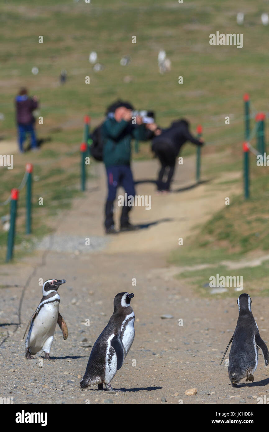 Monumento Natural Los Pinguinos, Isla Magdalena, Punta Arenas, Chili Banque D'Images