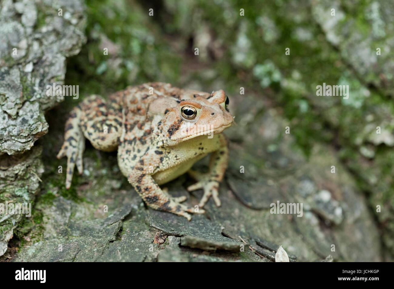 Le Crapaud de Fowler - nord-américaine Virginia USA Banque D'Images