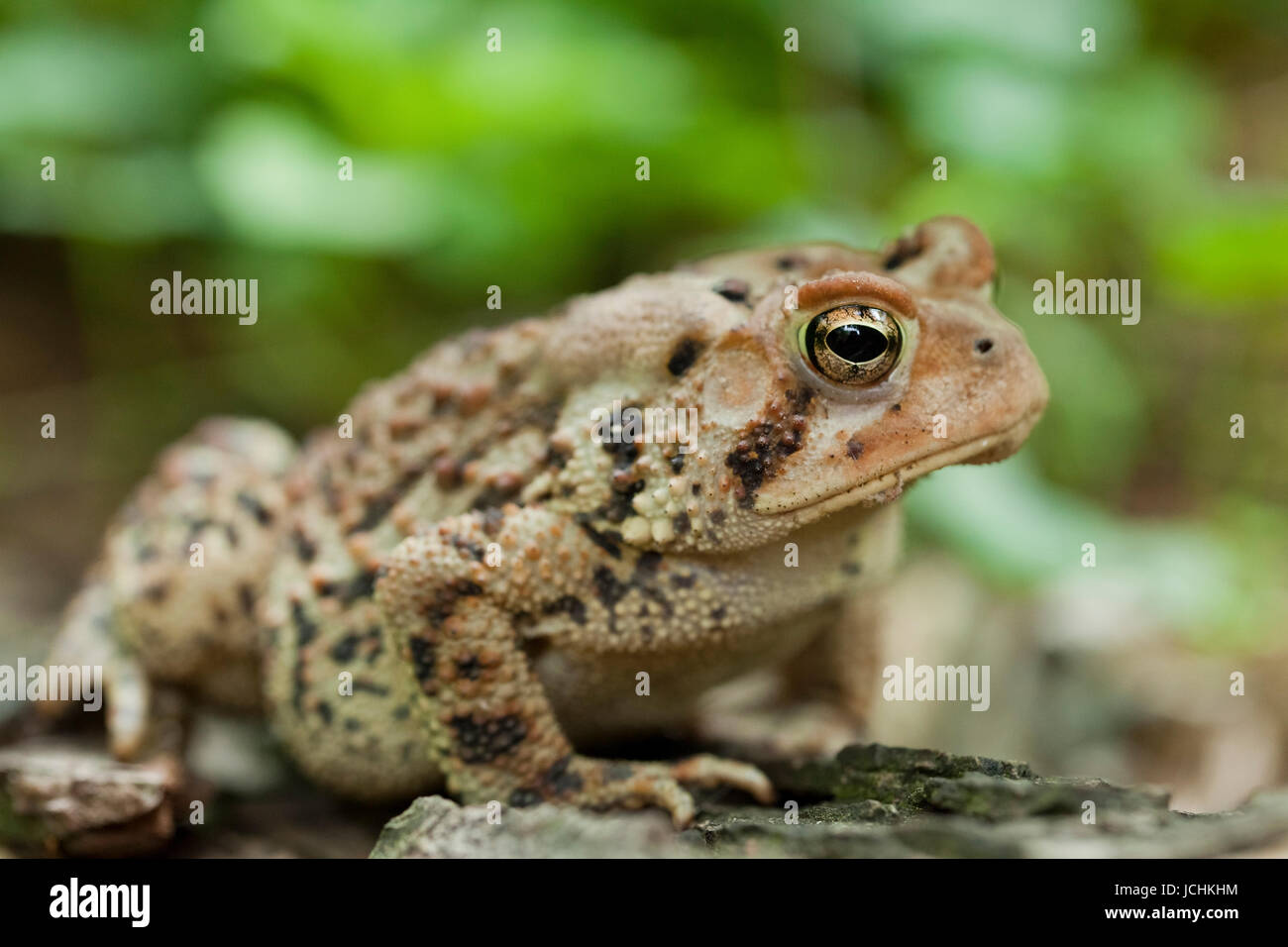 Le Crapaud de Fowler - nord-américaine Virginia USA Banque D'Images