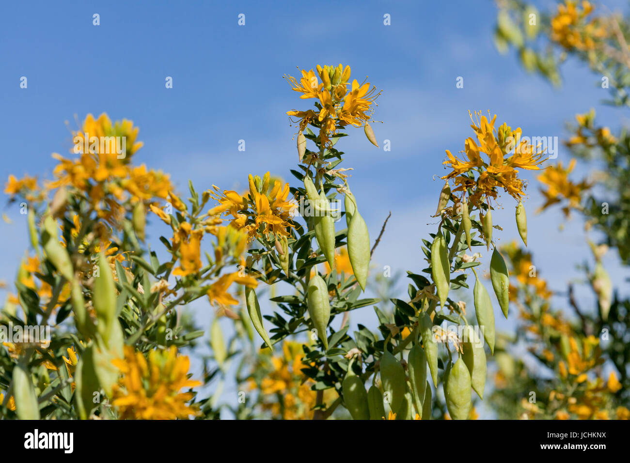 Bush brûlante (Peritoma arborea) affichage fleurs jaunes et les gousses au printemps - désert de Mojave, Californie, USA Banque D'Images