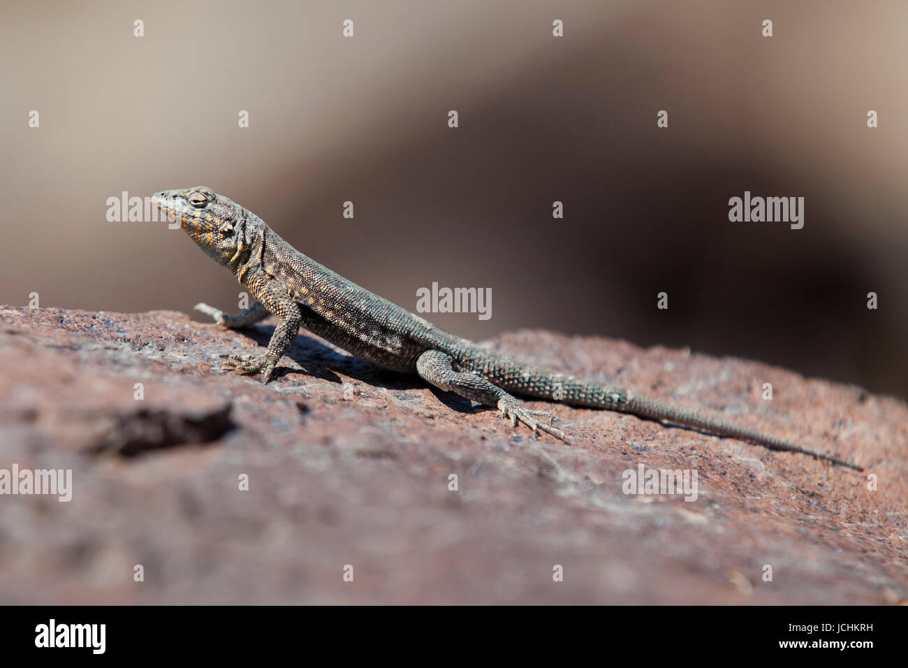 Side-blotched lizard on rock (Uta stansburiana elegans) - désert de Mojave, Californie, USA Banque D'Images