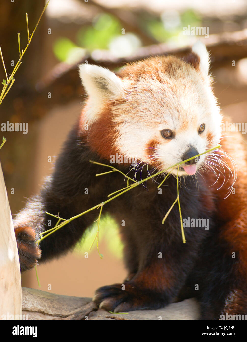 Un panda rouge en captivité est assis dans son arbre préféré manger les brindilles et les branches Banque D'Images