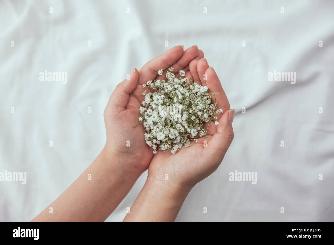 Hands holding Baby's Breath fleurs Banque D'Images