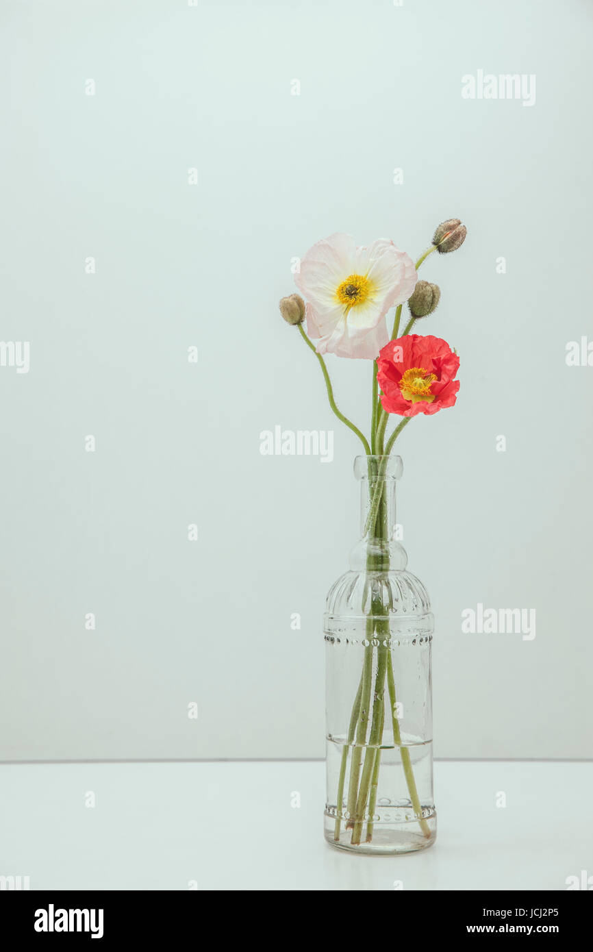 Fleurs de pavot dans un vase de verre Banque D'Images