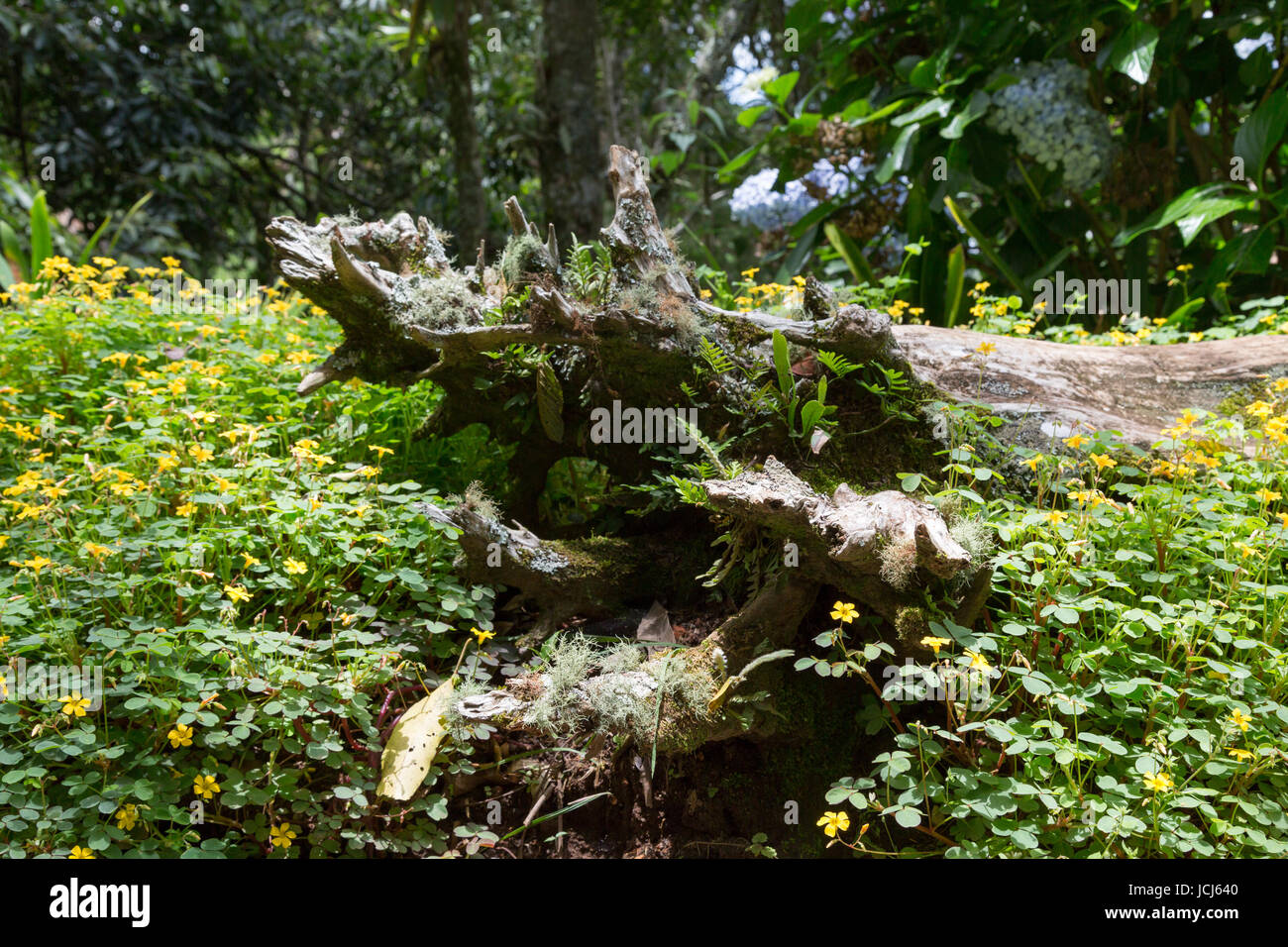 L'oxalide jaune (Oxalis corniculata) de plus en plus de plantes à fleurs et couvrant un tronc d'arbre mort sur le sol de la forêt Banque D'Images