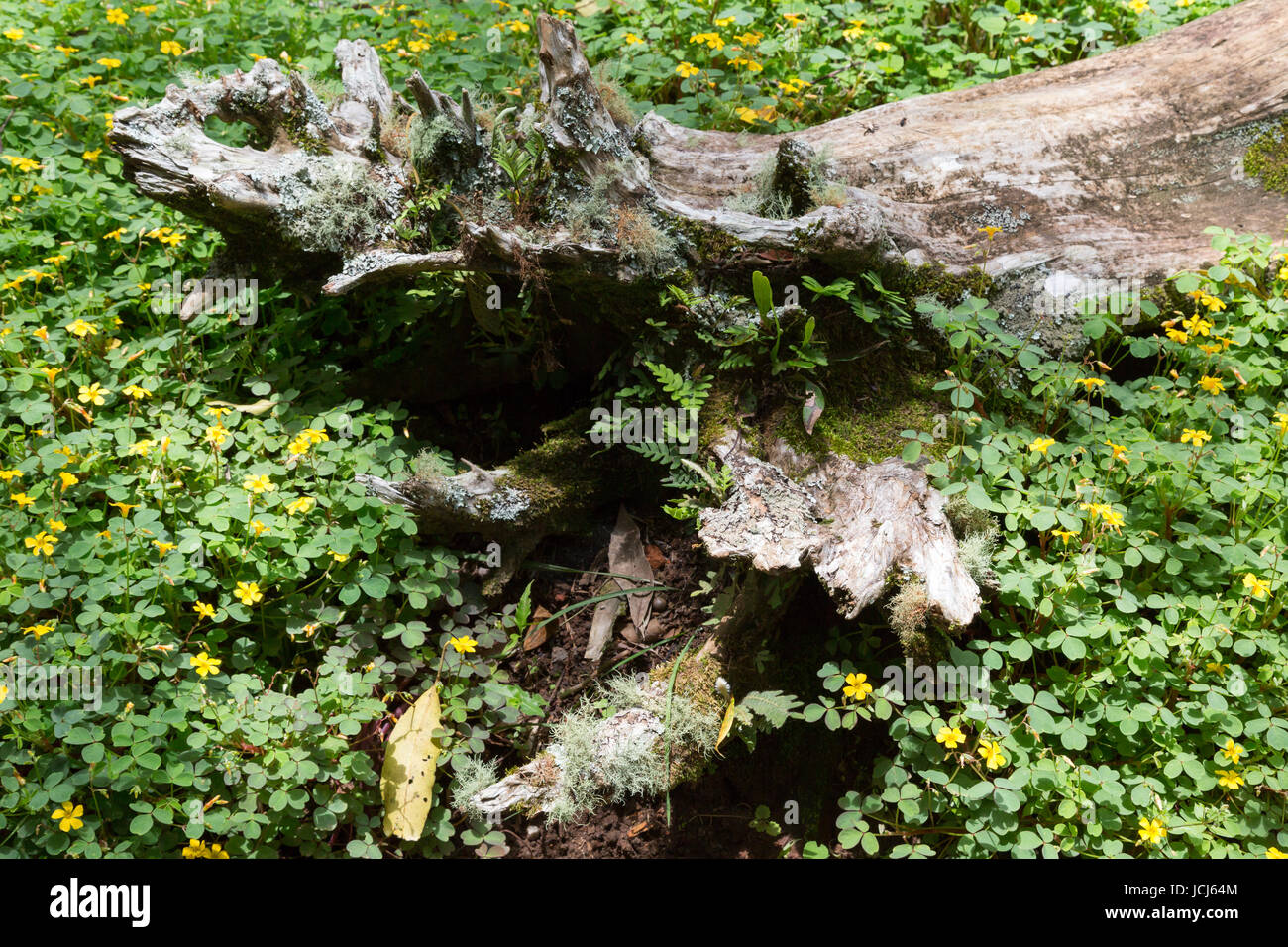 L'oxalide jaune (Oxalis corniculata) de plus en plus de plantes à fleurs et couvrant un tronc d'arbre mort sur le sol de la forêt Banque D'Images