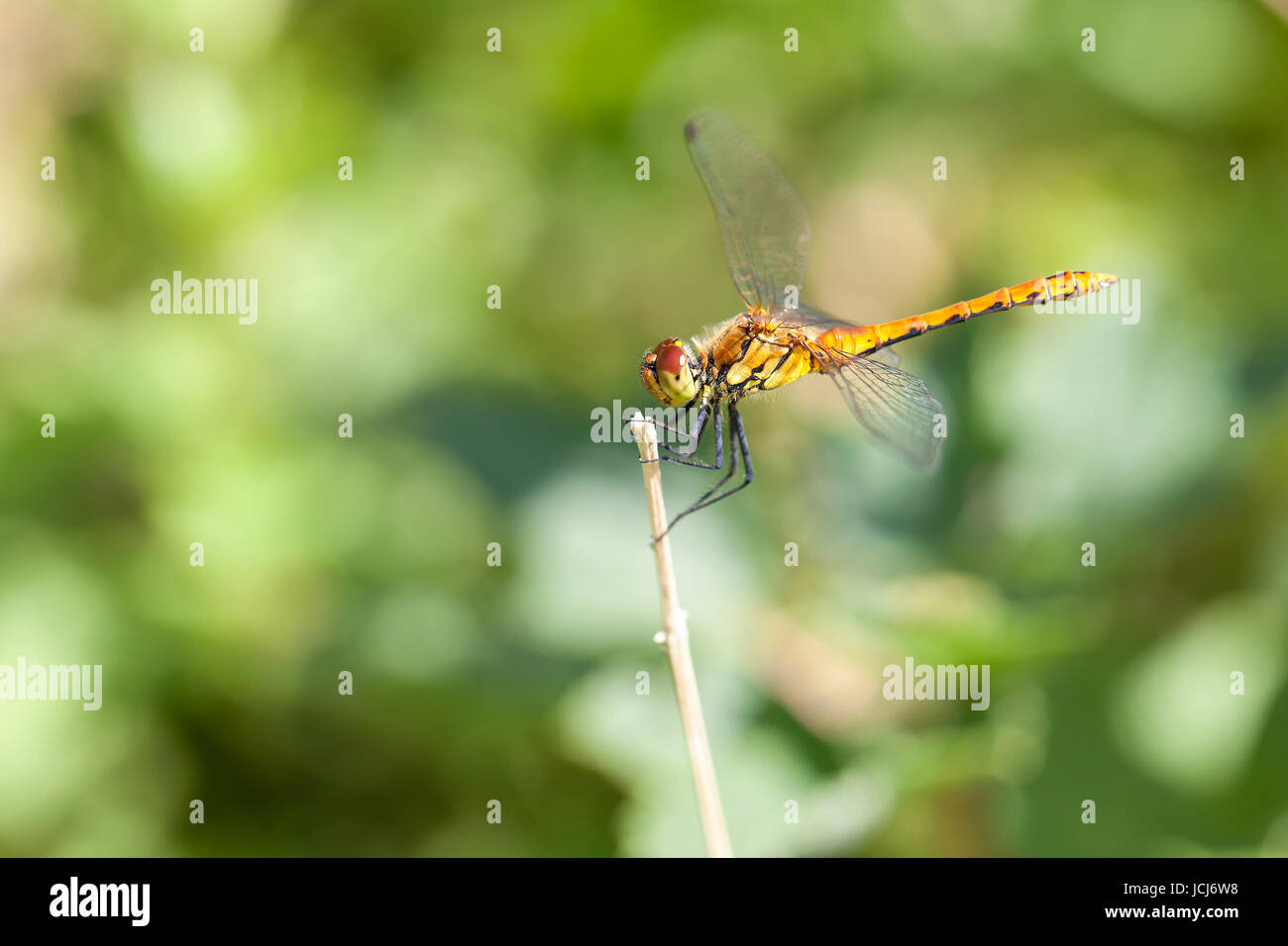Sumpf-Heidelibelle - Sympetrum depressiusculum in einer Detailaufnahme Banque D'Images