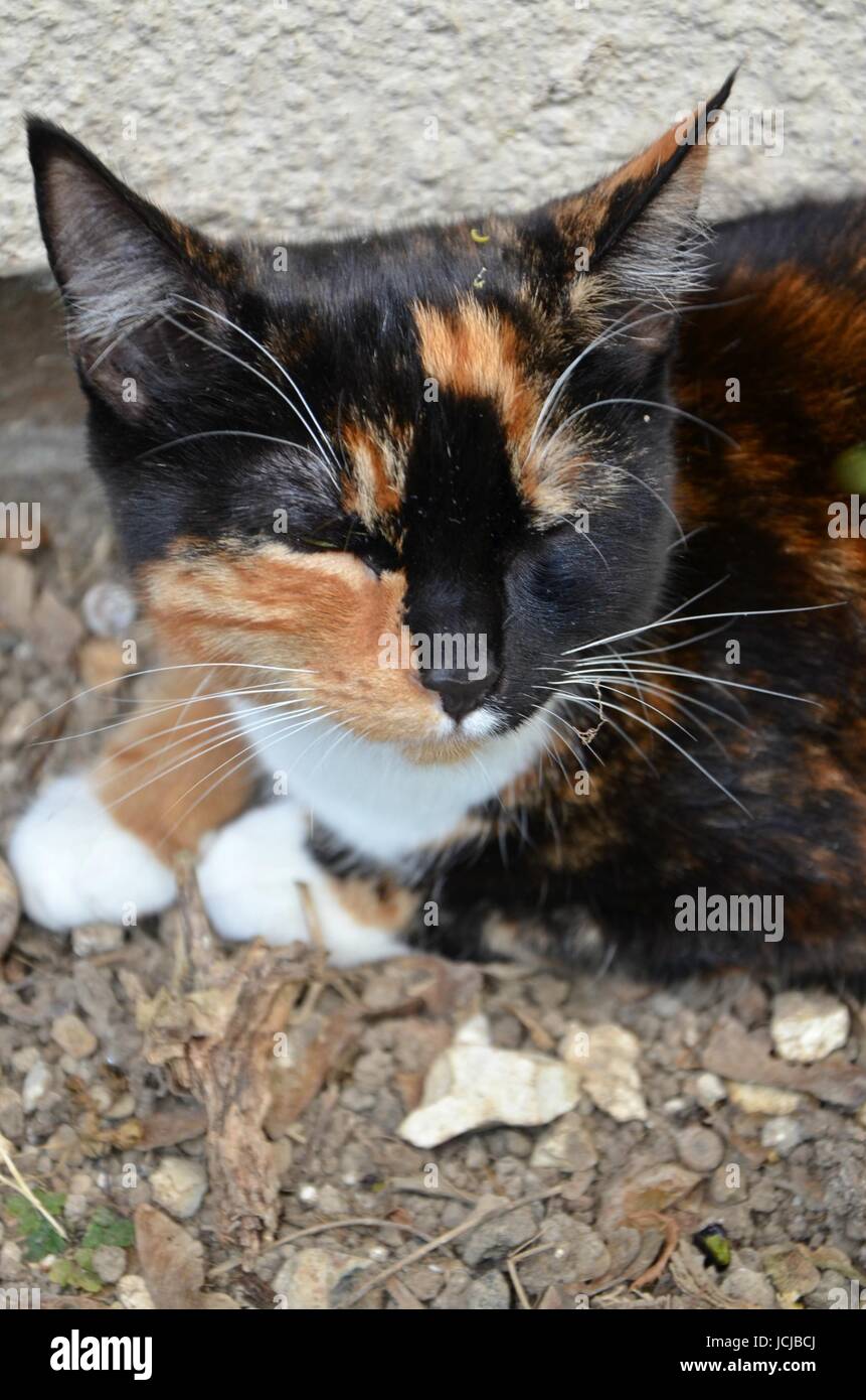 Chaton tigre Banque D'Images