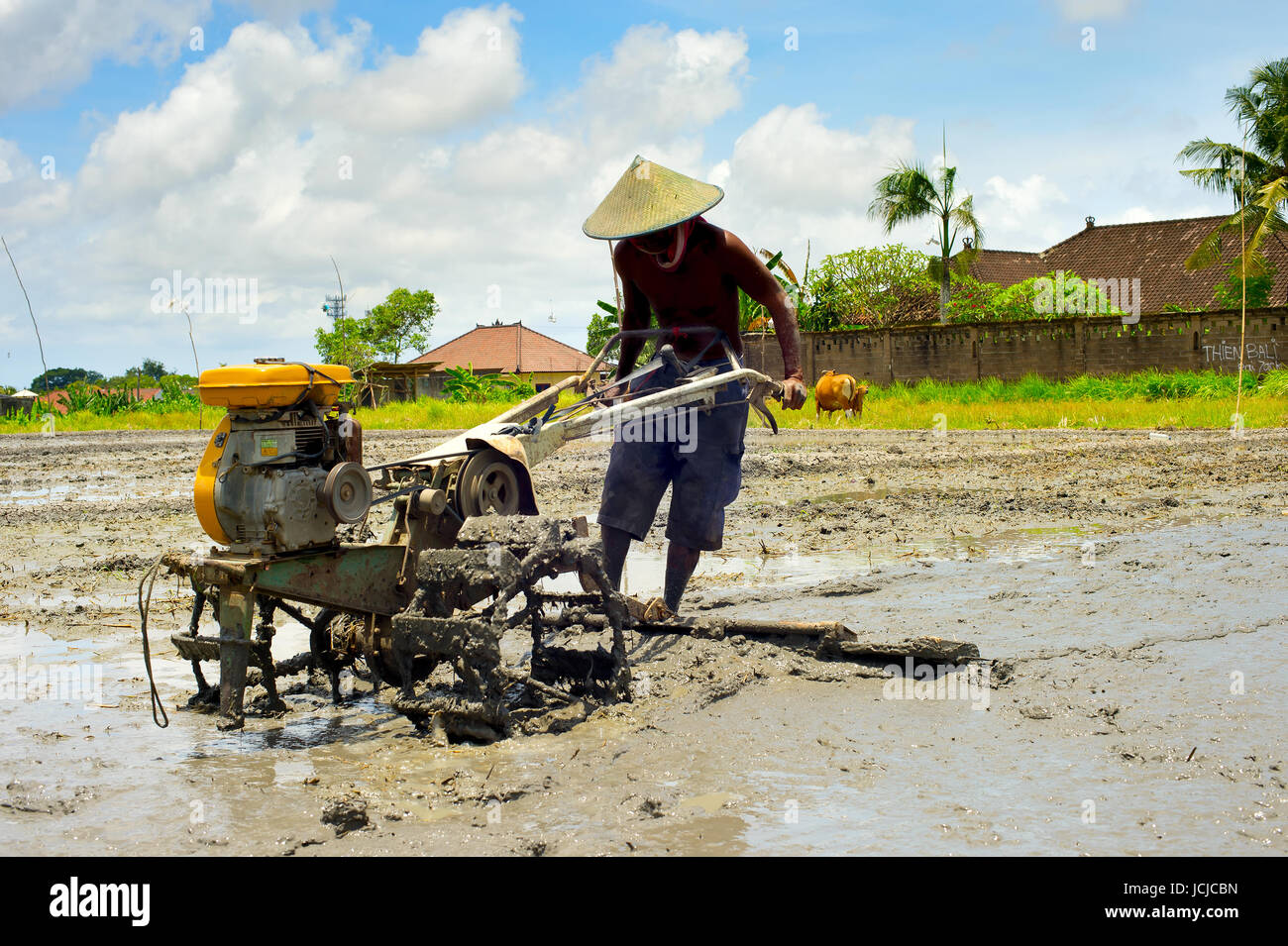 Homme de la région de travailler sur un champ de riz. L'île de Bali, Indonésie Banque D'Images