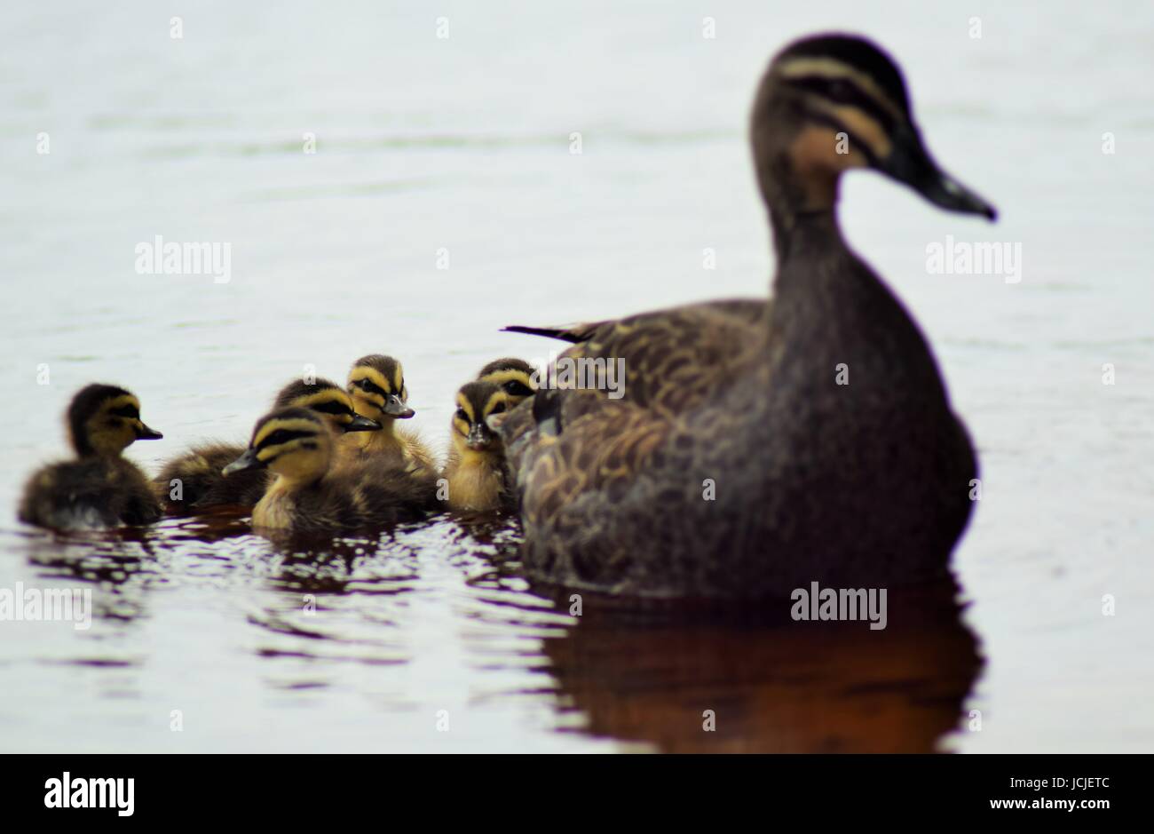 Mère canard colvert avec ses canetons à Lake Ainsworth Banque D'Images