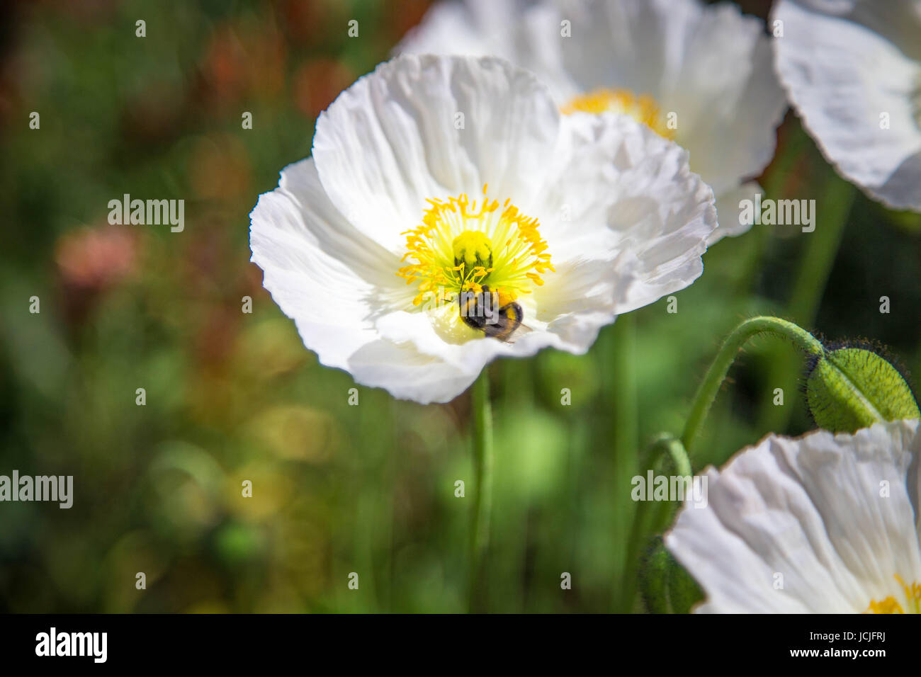 Paeonia Lactiflora Blanc Pollinisation Fleur Blanche à