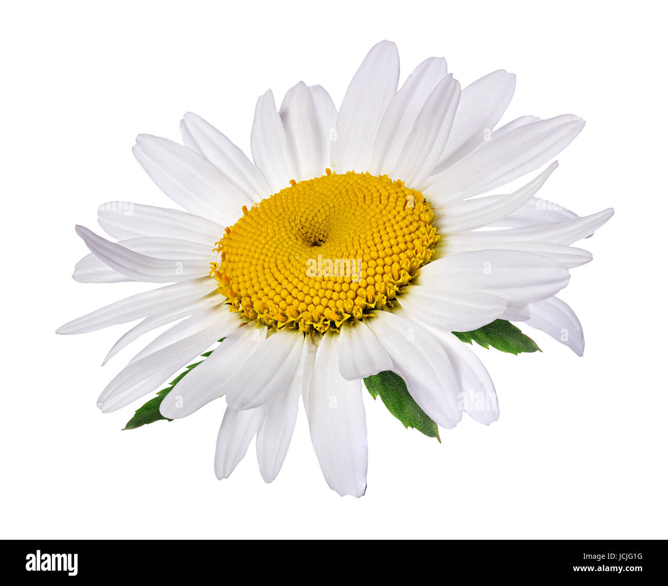 Camomille flower isolated with clipping path Banque D'Images Camomille flower isolated with clipping path Banque D'Images