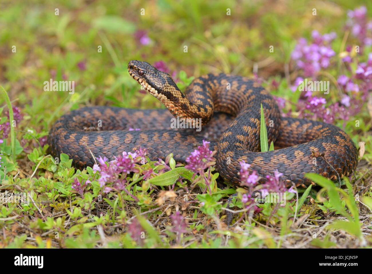 Viper européen commun (Vipera berus), cuivre morph, menaçant, dardant la langue, à grandes feuilles dans le thym (Thymus Banque D'Images