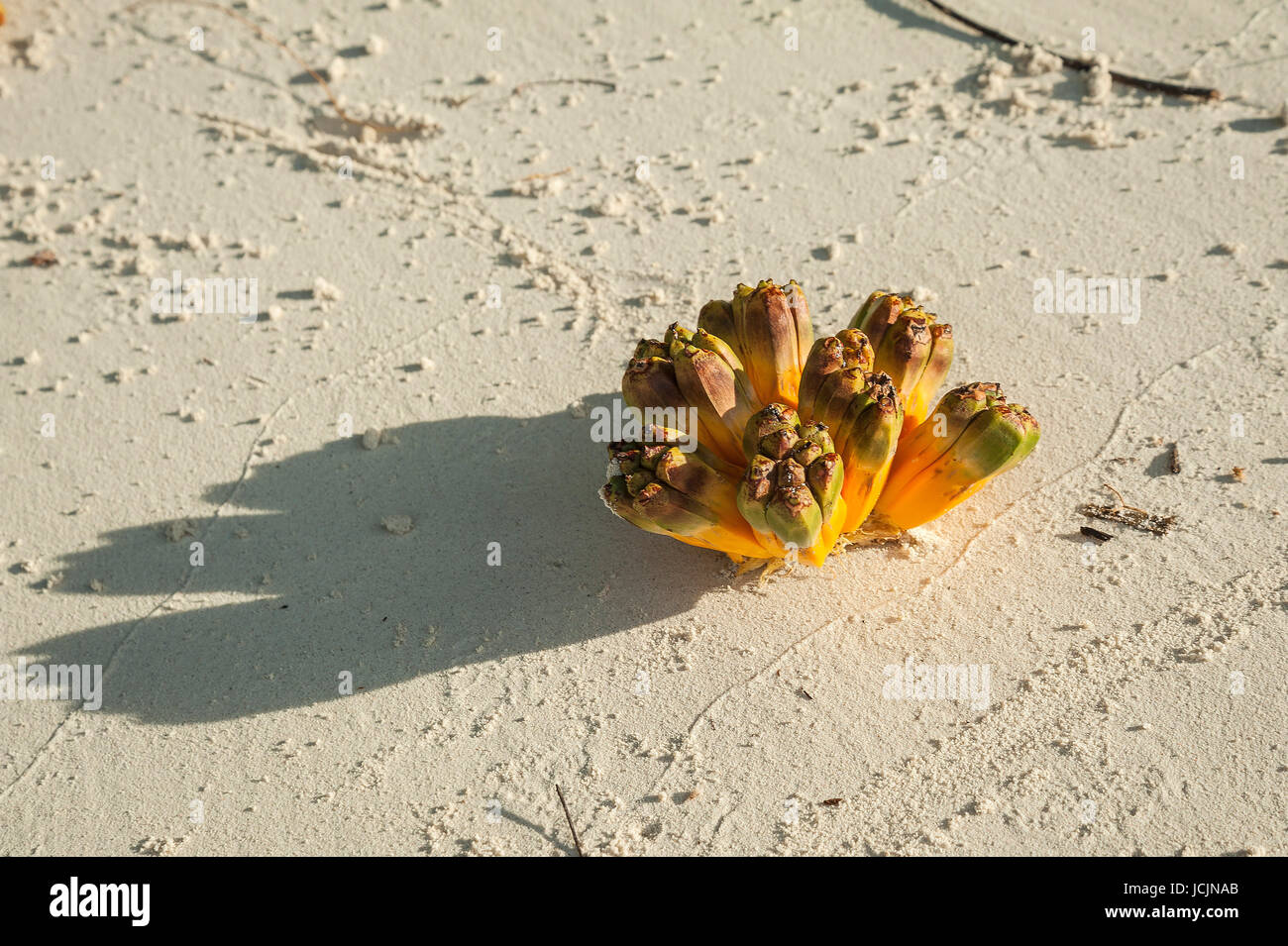 Fruits de la vis pin (pandanus) dans le sable, l'île Kri dans le détroit de Dampier, en Papouasie occidentale, en Indonésie Banque D'Images