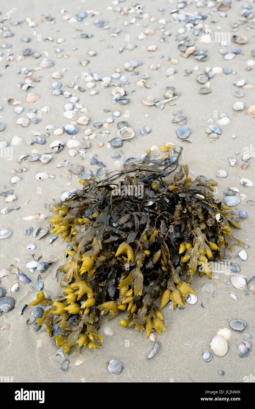 Échoués fucus (Ascophyllum nodosum) sur la plage, Norderney, îles de la Frise orientale, Basse-Saxe, Allemagne Banque D'Images