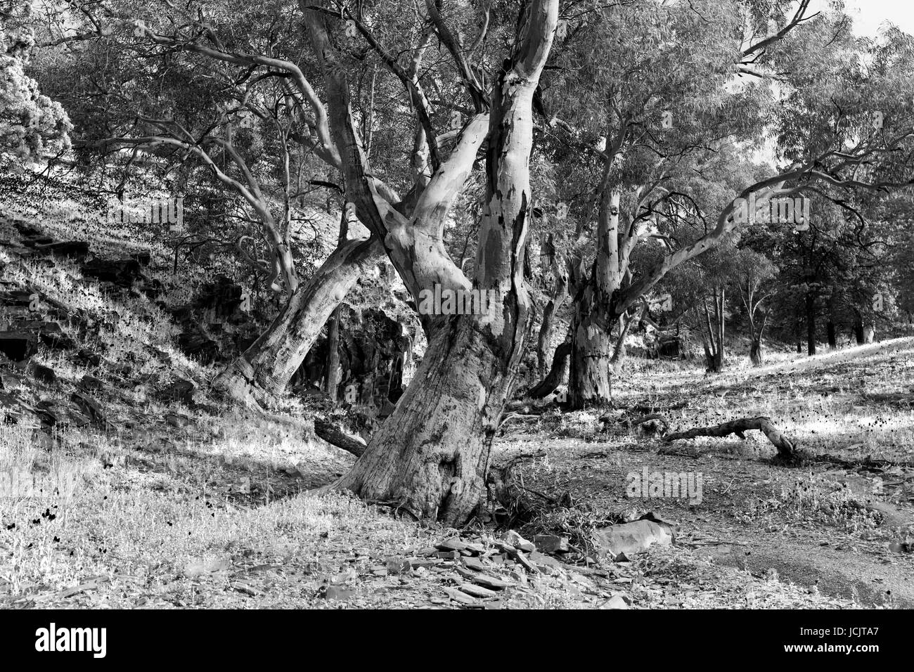 Photo prise sur un quatre jours de vacances en octobre de 2016, tout en restant à Willow Springs Station, Jackaroos Cottage, Flinders Ranges, Australie du Sud Banque D'Images