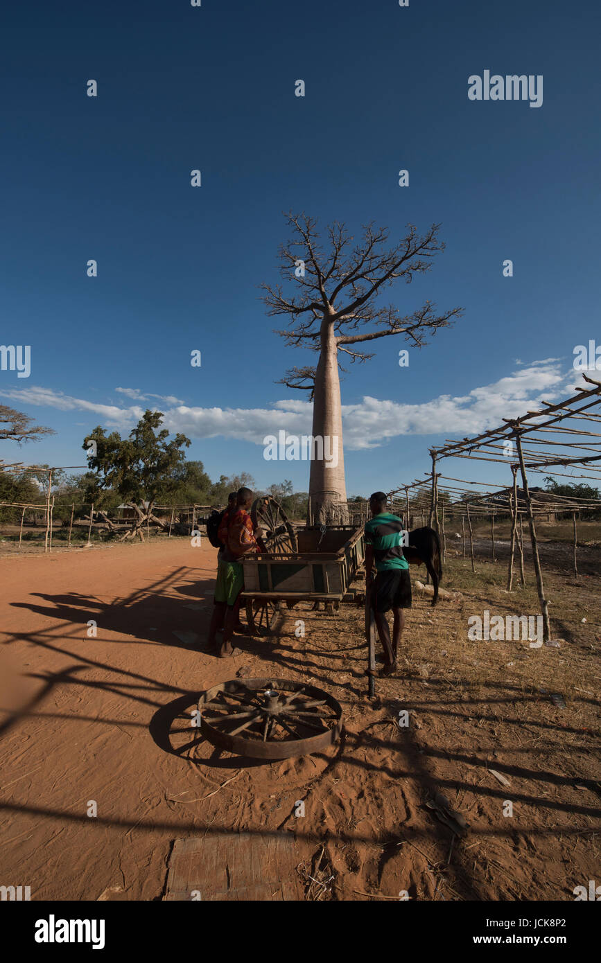 La vie sur l'Avenue des baobabs, Madagascar Banque D'Images