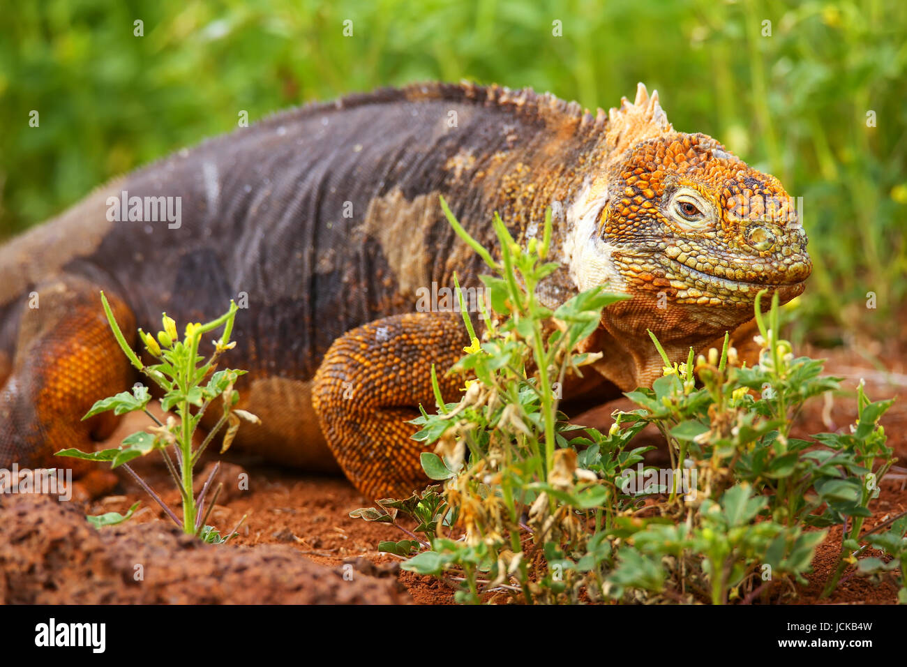 Iguane terrestre des Galapagos (Conolophus subcristatus), sur l'île Seymour Nord, Parc National des Galapagos, Equateur Banque D'Images