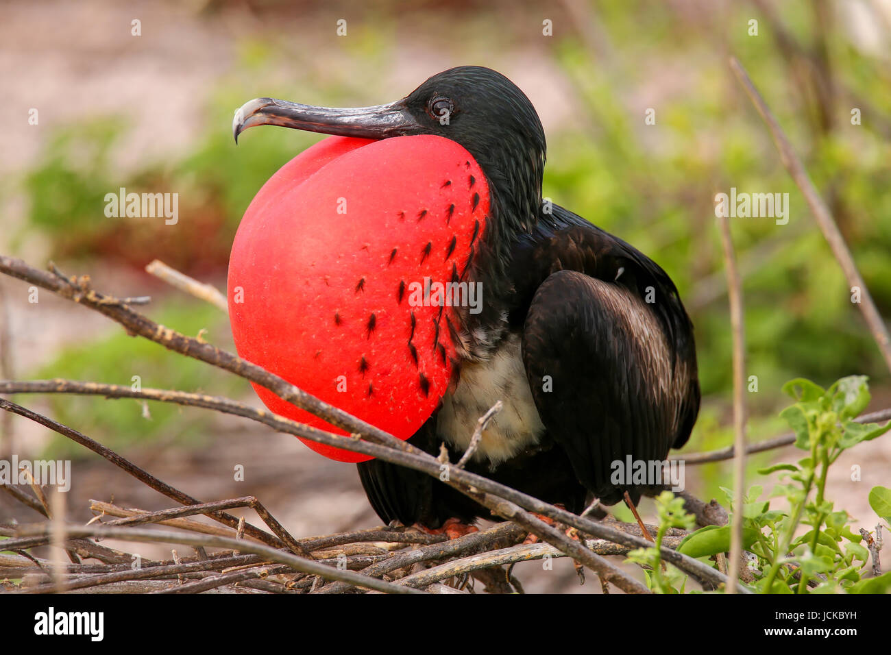 Homme Frégate superbe (Fregata magnificens) avec sac gulaire gonflés sur l'île Seymour Nord, Parc National des Galapagos, Equateur Banque D'Images