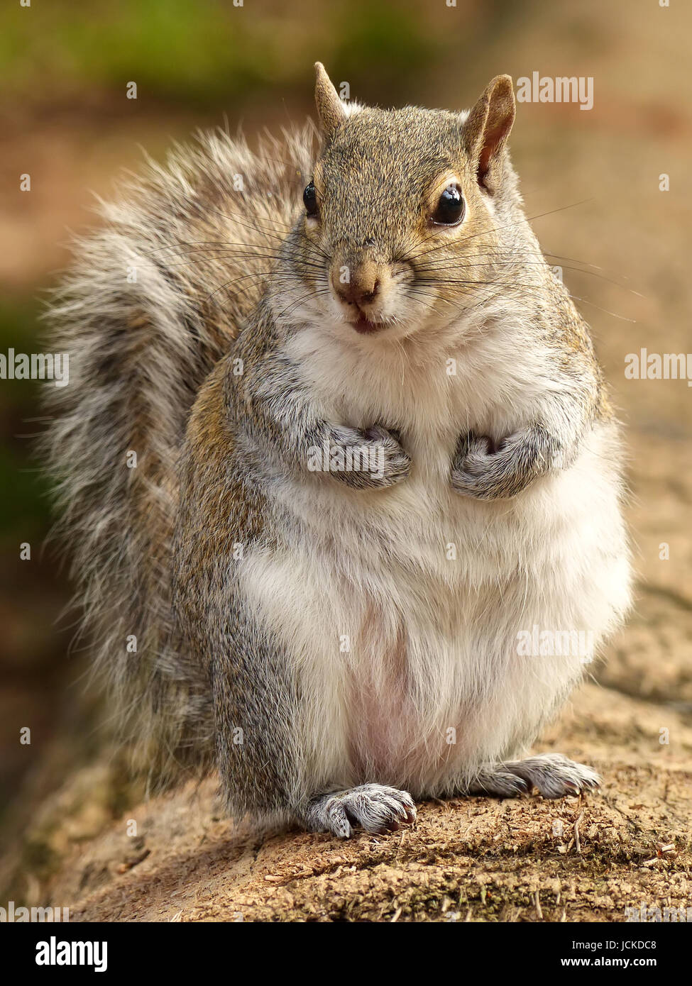 L'écureuil gris (Sciurus carolinensis) sur un journal Banque D'Images