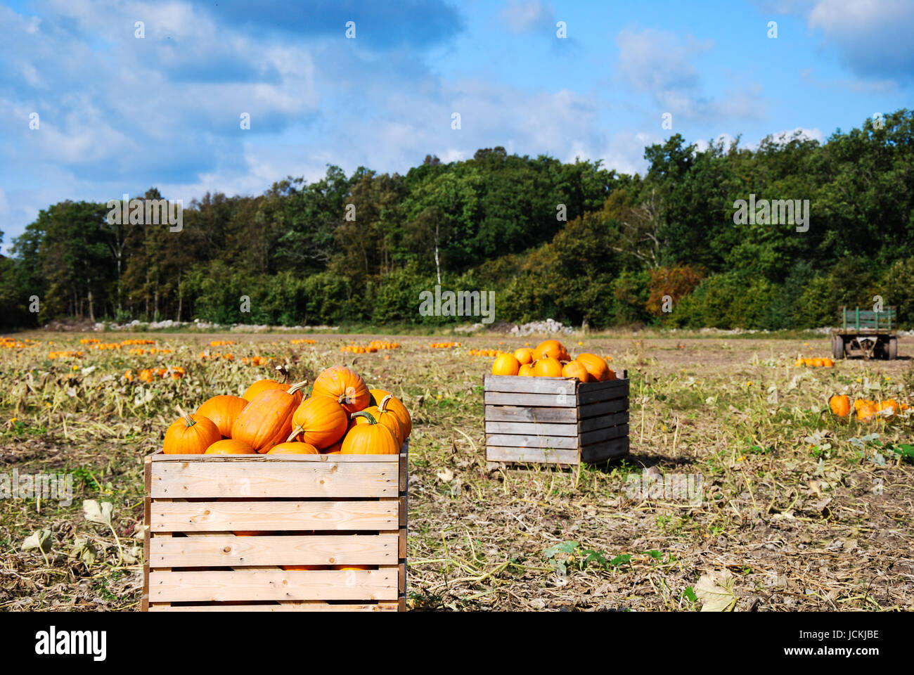 Citrouilles fraîchement récoltés dans des caisses en bois à un champ. Banque D'Images