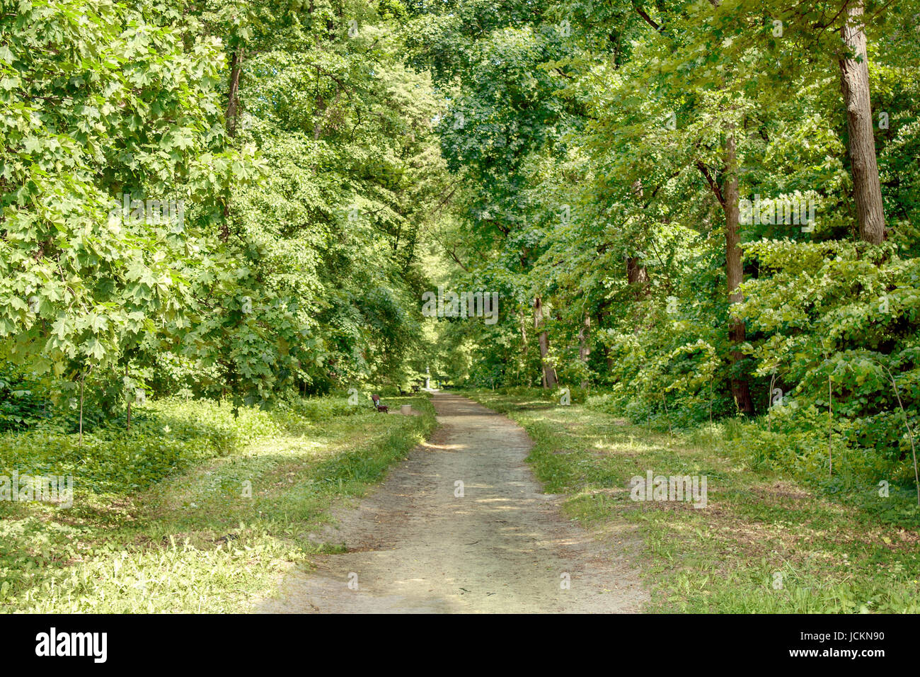 Image d'un sentier de randonnée en été dans l'arboretum Banque D'Images