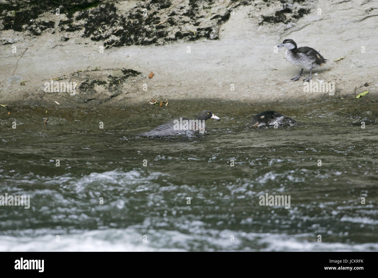 Hymenolaimus malacorhynchos canard bleu paire avec quatre canetons par river New Zealand Banque D'Images