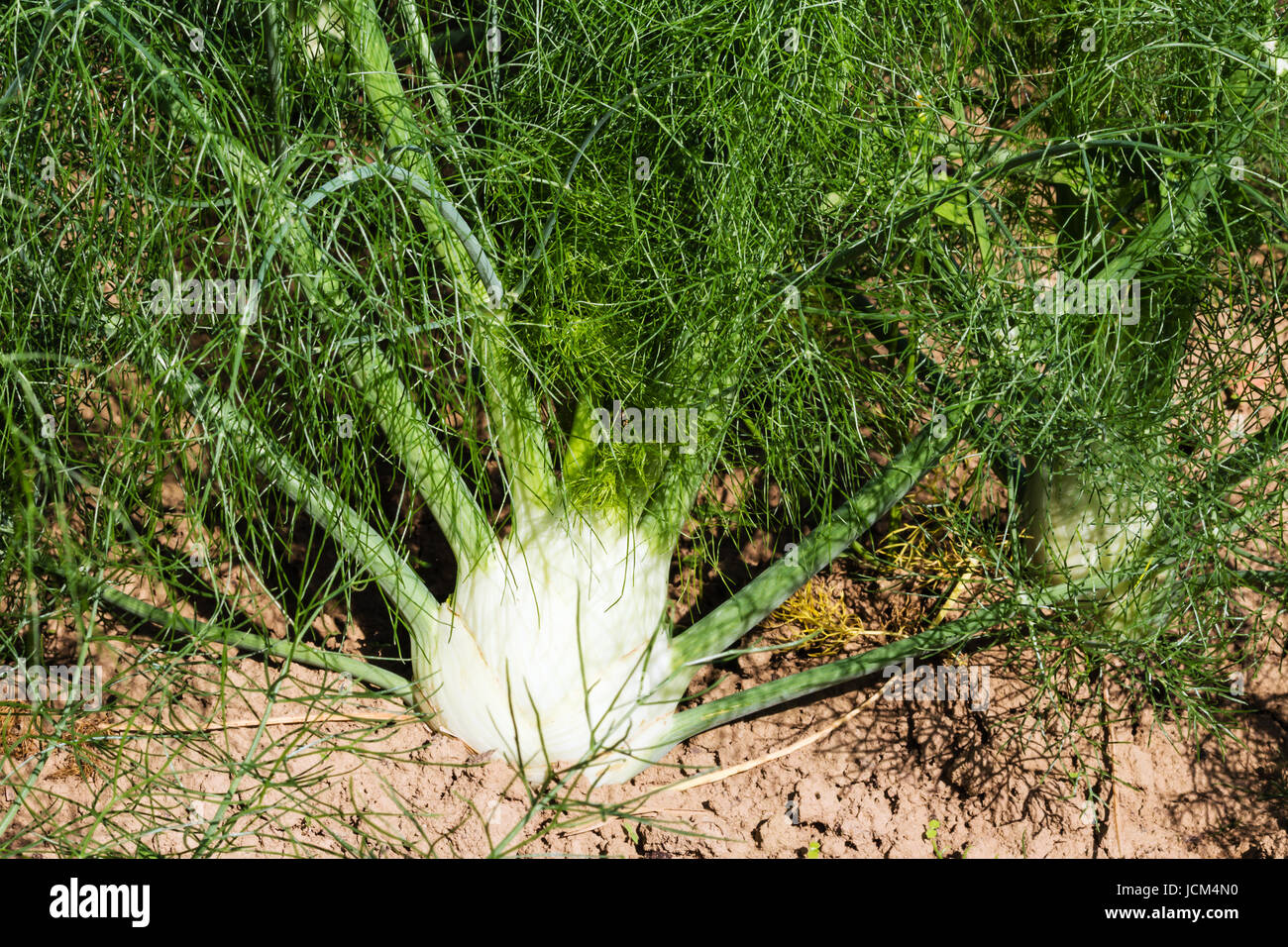 Avant la récolte des plantes de fenouil Banque D'Images