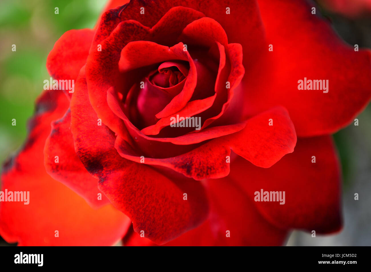 Gros plan d'une fleur romantique Banque D'Images