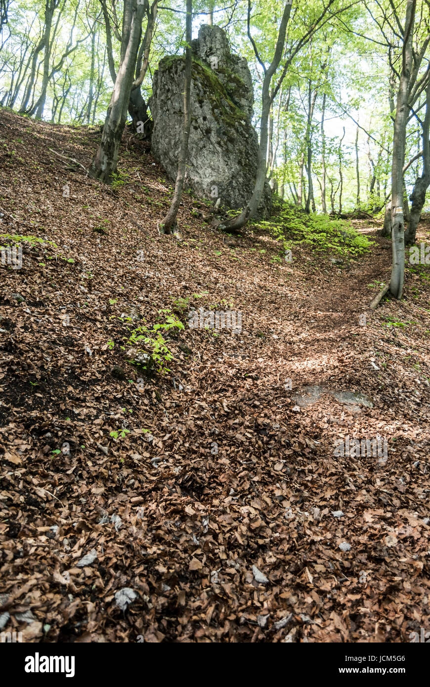 Forêt de montagne isolée du printemps avec la formation de la roche et de feuilles tombées au sol près de la colline de sip zadny Velka Fatra en montagnes en Slovaquie Banque D'Images